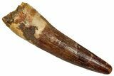 Fossil Spinosaurus Tooth - Real Dinosaur Tooth #356782-1
